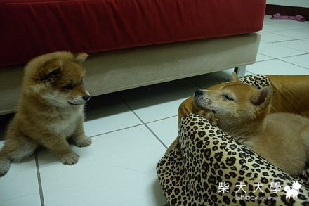 路奇與瑪莉(犬瘟的開始1個多月)(原發表者:ming0915)(相簿)