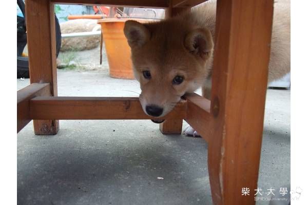 進入惡魔期了...(原發表者:HOYA拔)(相簿)