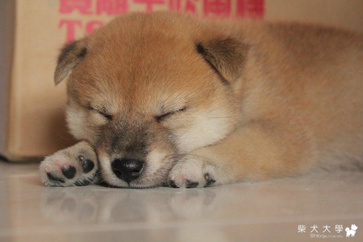 大家好!我是麵包~(原發表者:小麵包的麻)(相簿)