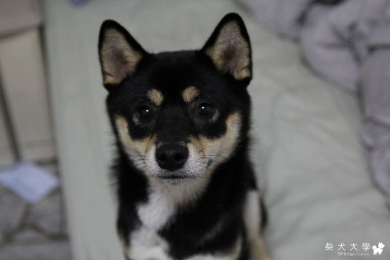 買了新相機~~圓圓MD試拍XD(原發表者:深夏)(相簿)