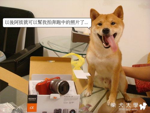 fila與fila拔的第二個新歡(原發表者:皮蛋)(相簿)