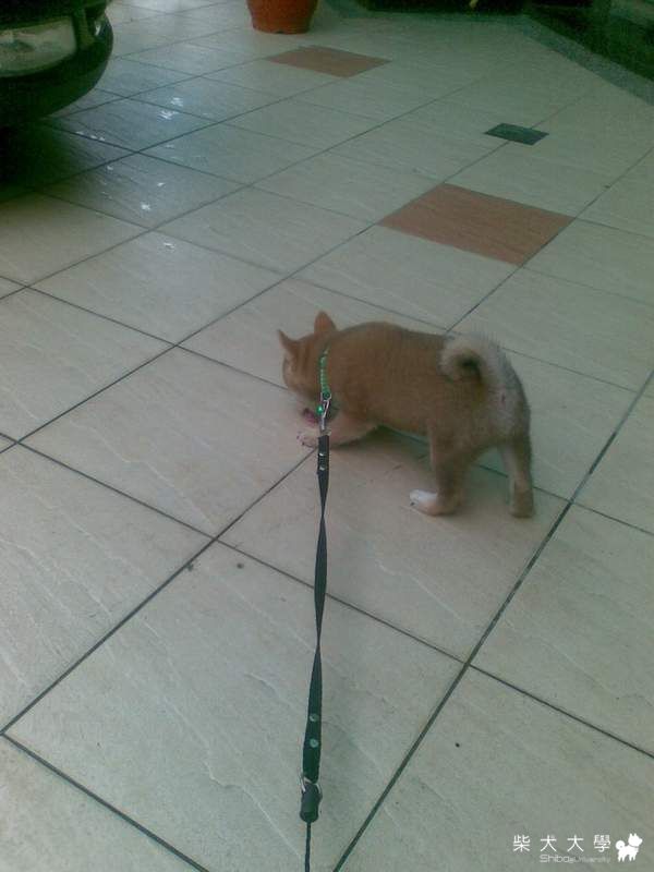 天使.惡魔??(原發表者:嚕嚕)(相簿)