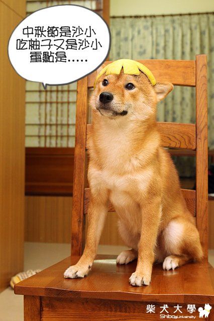 遲來的中秋節柚子頭(原發表者:米糕的爹)(相簿)