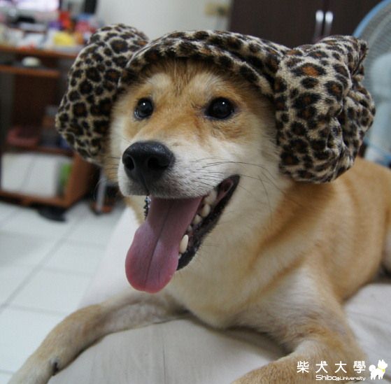 路奇近期照出爐囉(原發表者:ming0915)(相簿)