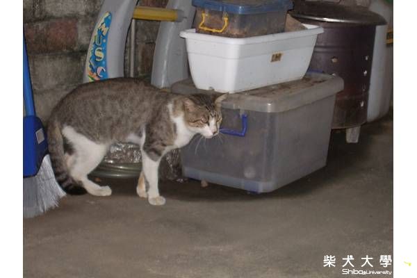 開戰啦.(原發表者:HOYA拔)(相簿)