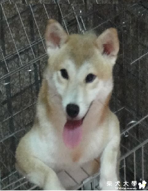 我家的布丁也想要約人喝咖啡ㄌ(原發表者:peter4331)(相簿)