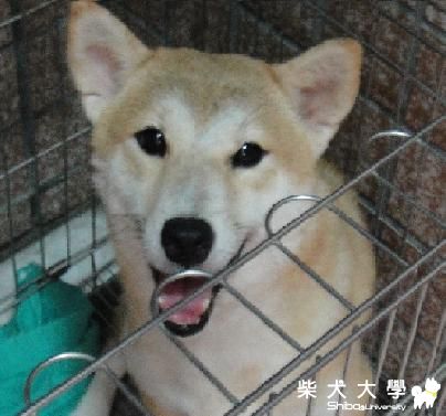 裝可愛的布丁(原發表者:peter4331)(相簿)