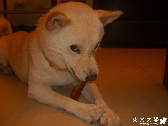 豆花啃零食(原發表者:豆花爸)(相簿)