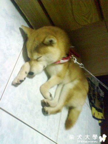 好優美的睡覺姿勢(原發表者:小米ˇ)(相簿)