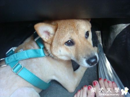 ｔｏｒａ的苗栗天空之城(原發表者:蔡佳玲)(相簿)