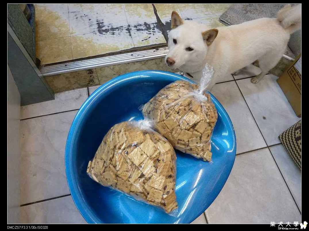 生日趴的狗餅乾(原發表者:破百家)(相簿)