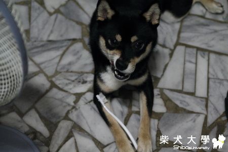 內有惡犬~~看什麼小朋友....(原發表者:深夏)(相簿)