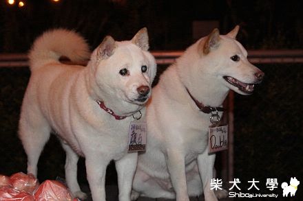 破百阿公生日趴(原發表者:ming0915)(相簿)