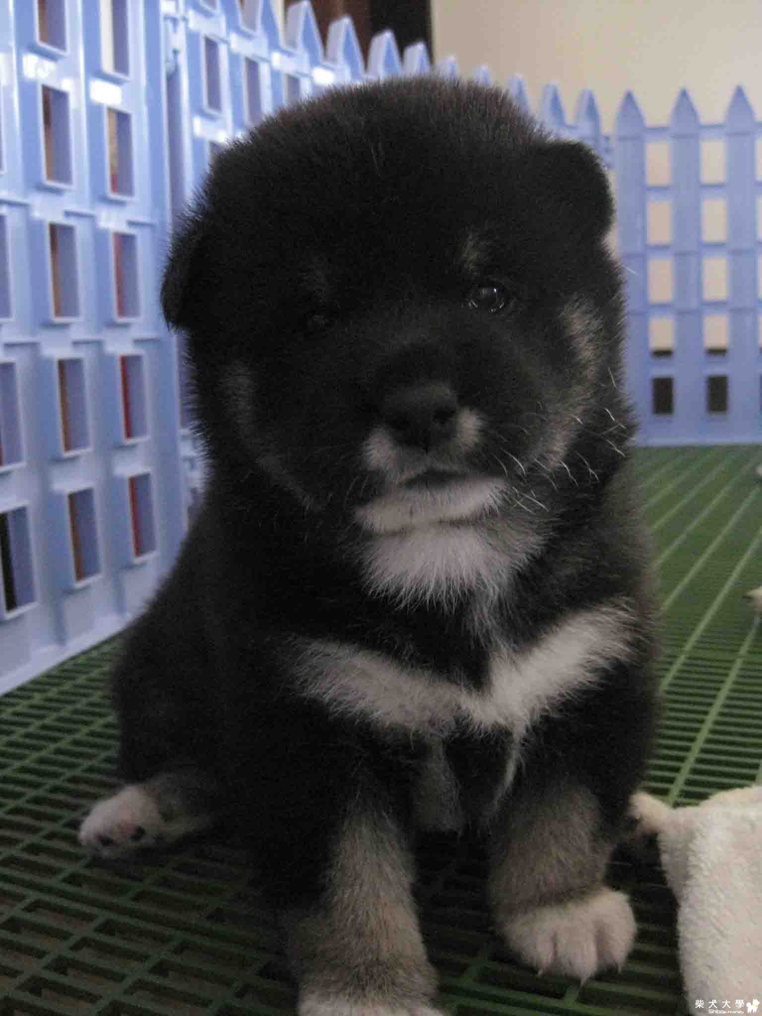 kuma農場(原發表者:h4550486)(相簿)