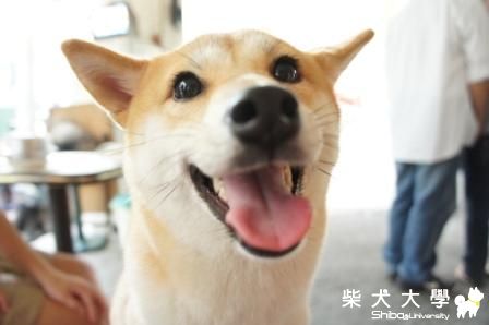 這就是美女(原發表者:皮蛋)(相簿)