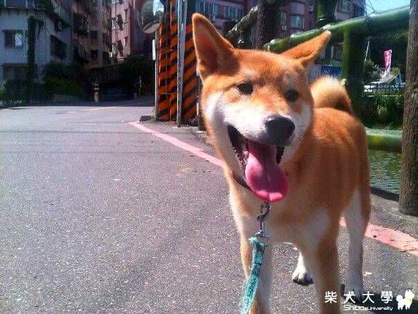 我的5個月小柴...(原發表者:eddiebon)(相簿)