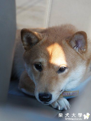 我的兒子怎麼這麼帥！(原發表者:皮蛋)(相簿)