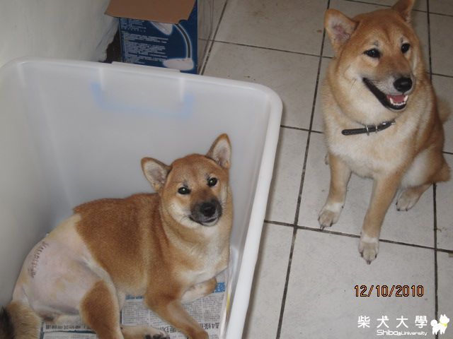 竹筍手術回家了(原發表者:天生神準)(相簿)