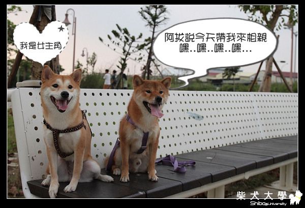 米糕都會公園相親記(原發表者:米糕的爹)(相簿)