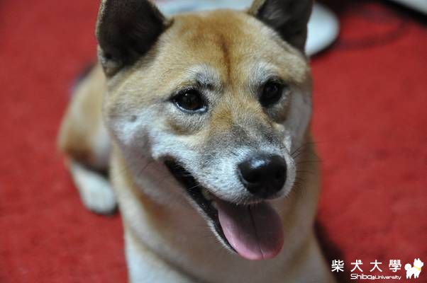 有變美麗一點點的肉丸(原發表者:肉丸麻)(相簿)