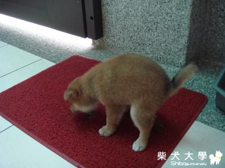 【18禁】定點大便 哈哈~ ※更新版(原發表者:阿MO)(相簿)