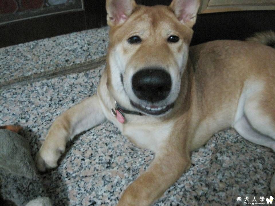 被惡搞的大鼻嚕(原發表者:肉丸麻)(相簿)