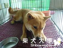 分解動作(原發表者:小雪姐)(相簿)