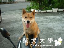 正妹(原發表者:小雪姐)(相簿)