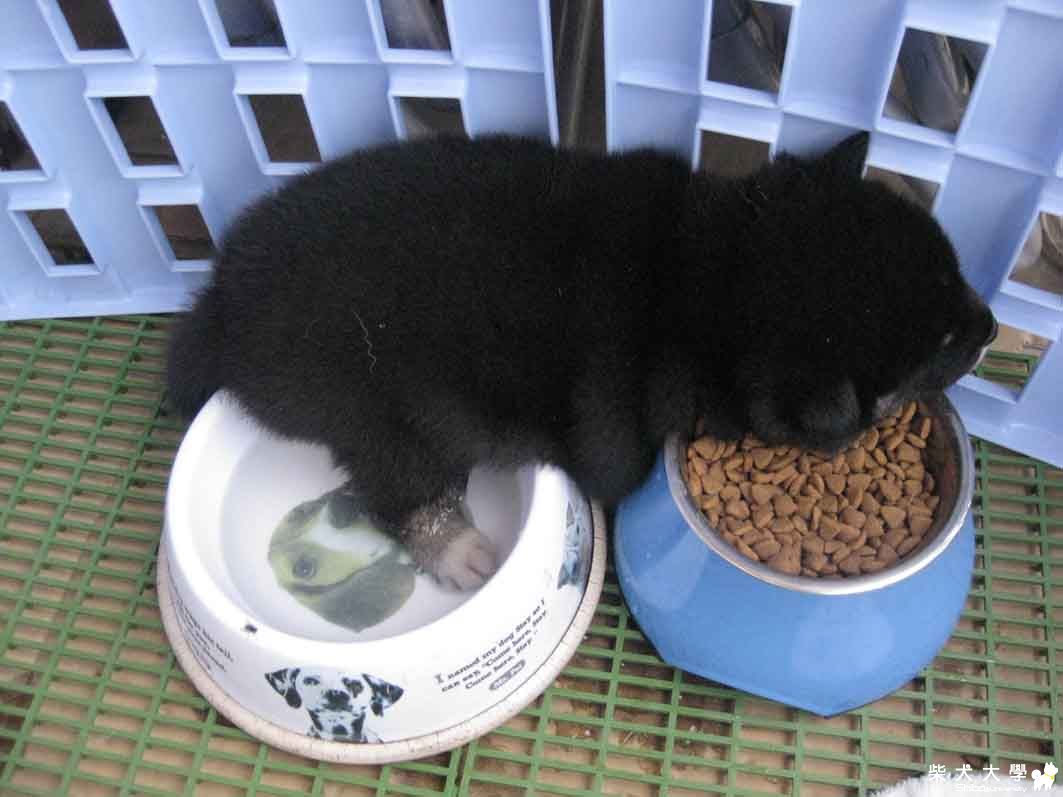 kuma生活之炎炎"秋"日大作戰(原發表者:h4550486)(相簿)