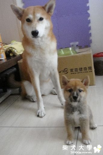 逐漸脫離稚氣的ｃｕｋｅｒ(原發表者:阿秋爸)(相簿)