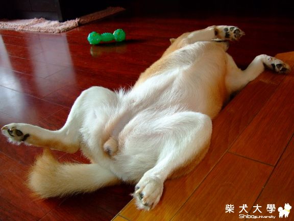 もも醬 翻肚露點全紀錄(原發表者:MOMO拔)(相簿)