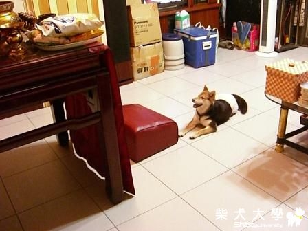 虔誠的嘟嘟(原發表者:mimicaty2000)(相簿)