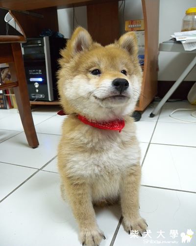 小路奇之不堪回首(原發表者:ming0915)(相簿)