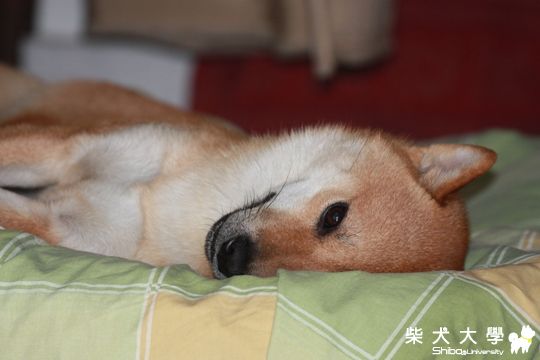 -眼-sleep-(原發表者:一落溪)(相簿)