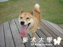 台中寵物公園初體驗(原發表者:小雪姐)(相簿)