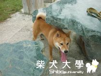 台中市區半日遊(原發表者:小雪姐)(相簿)