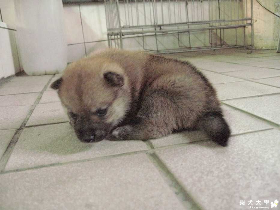 雙十節的更新(原發表者:unkikicoco)(相簿)