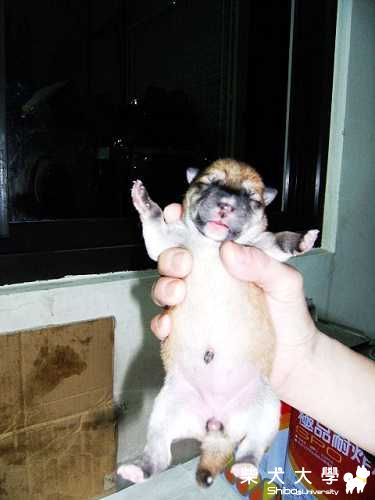 (楠梓)柴犬牛牛成長史(原發表者:sapokuda)(相簿)