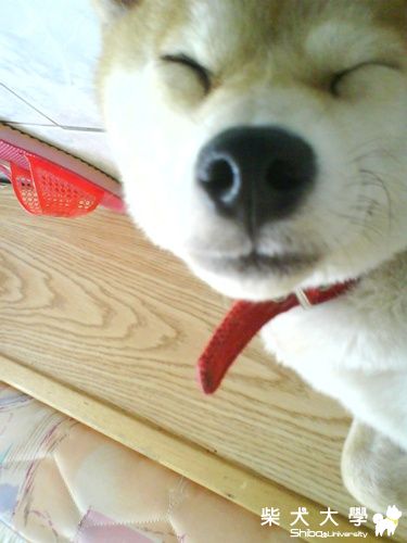 瑪莉，你也太享受了吧(原發表者:小米ˇ)(相簿)