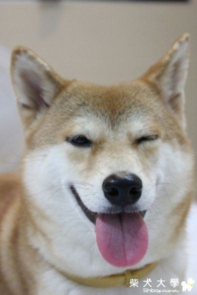 小介紅荳笑開懷!!(原發表者:歐介&紅荳拔)(相簿)