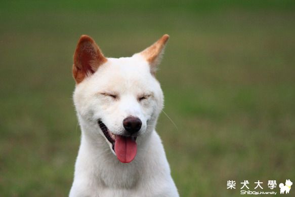 2010/10/23新竹狗公園~KUMA家快來認領自家狗狗喔~(原發表者:eric71903)(相簿)