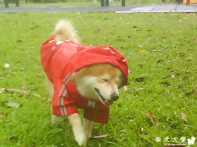雨後的公園(原發表者:芽米家)(相簿)