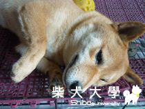 可愛到爆(原發表者:小雪姐)(相簿)