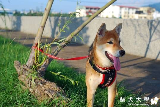 小皮球鄉郊遊(原發表者:球球的爹)(相簿)