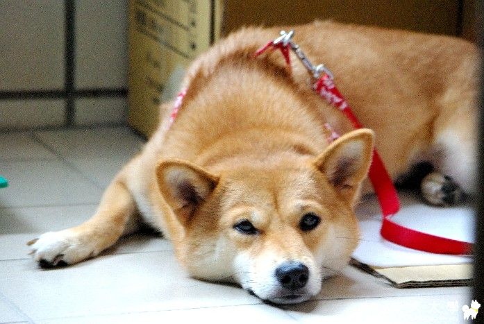 圓圓加油! 趕快恢復健康!(原發表者:圓圓麻)(醫療保健)