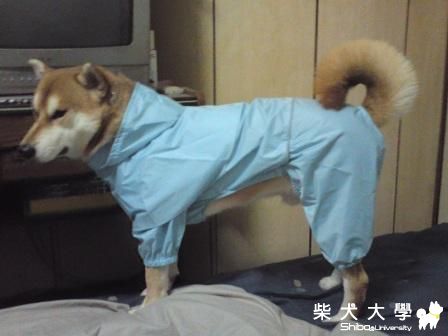 比比第一次穿雨衣拍拍..(原發表者:想養柴犬)(相簿)