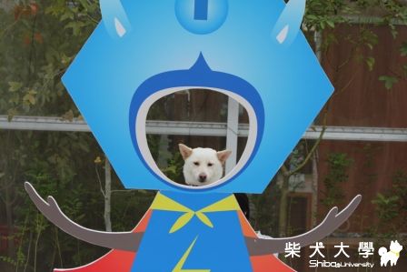 洪麻糬的新社花海(原發表者:洪麻糬)(相簿)