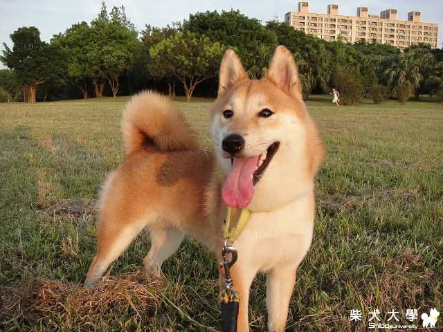 高雄都會公園巧遇黑柴Apple(原發表者:sapokuda)(相簿)