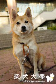 彰化。柴柴。花枝。(原發表者:球球麻)(相簿)