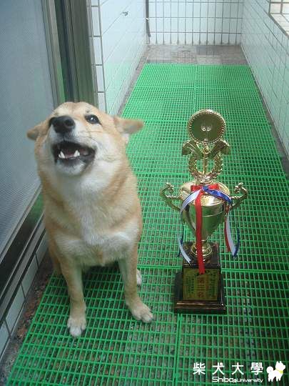 蕾蕾參加10月30日中興伴侶動物嘉年華!!(原發表者:吧噗爸)(相簿)